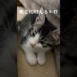 眠気と戦う子猫のトロがかわいすぎる…🥱🐱 #子猫 #保護猫
