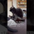vs眠気 #cat #猫のいる暮らし #セルカークレックス #ボンベイ #ブリティッシュショートヘアー