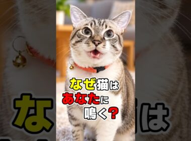 意外な理由も！猫の鳴き声に隠された8つの本音 #猫雑学 #ねこたんの解説 #ねこ