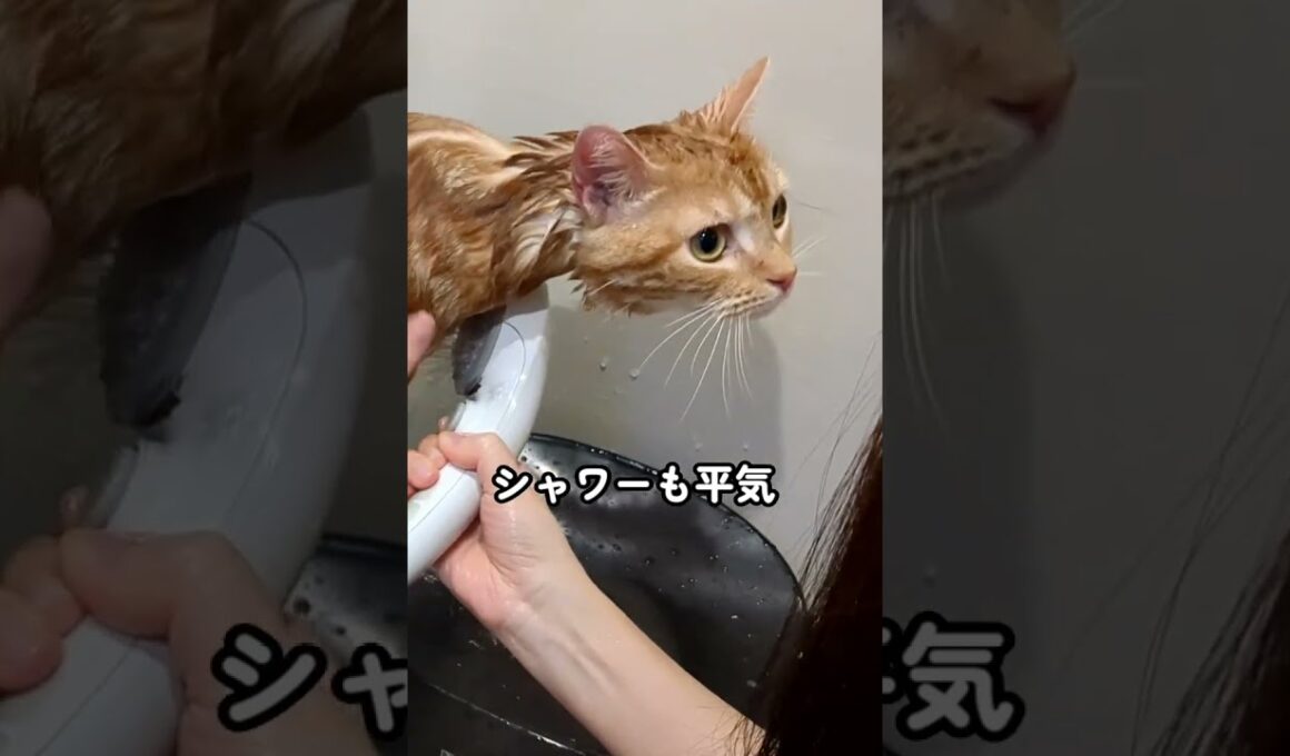初シャンプー #アメリカンカール
