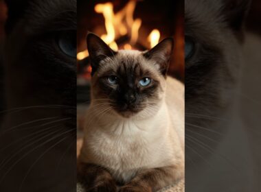 暖炉の前でウトウト…幸せそうに瞬きするシャム猫