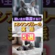 【飼い主が暴露】ロシアンブルーのリアルな実態５選  #猫を飼う#ねこ #ロシアンブルー#猫初心者  #猫あるある