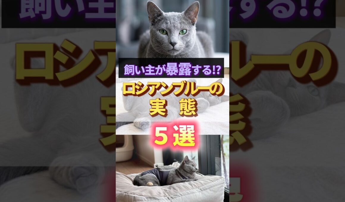 【飼い主が暴露】ロシアンブルーのリアルな実態５選  #猫を飼う#ねこ #ロシアンブルー#猫初心者  #猫あるある