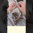 爪切り中なのに寝てる？パパ目線で見た脱力しすぎな甘えん坊猫