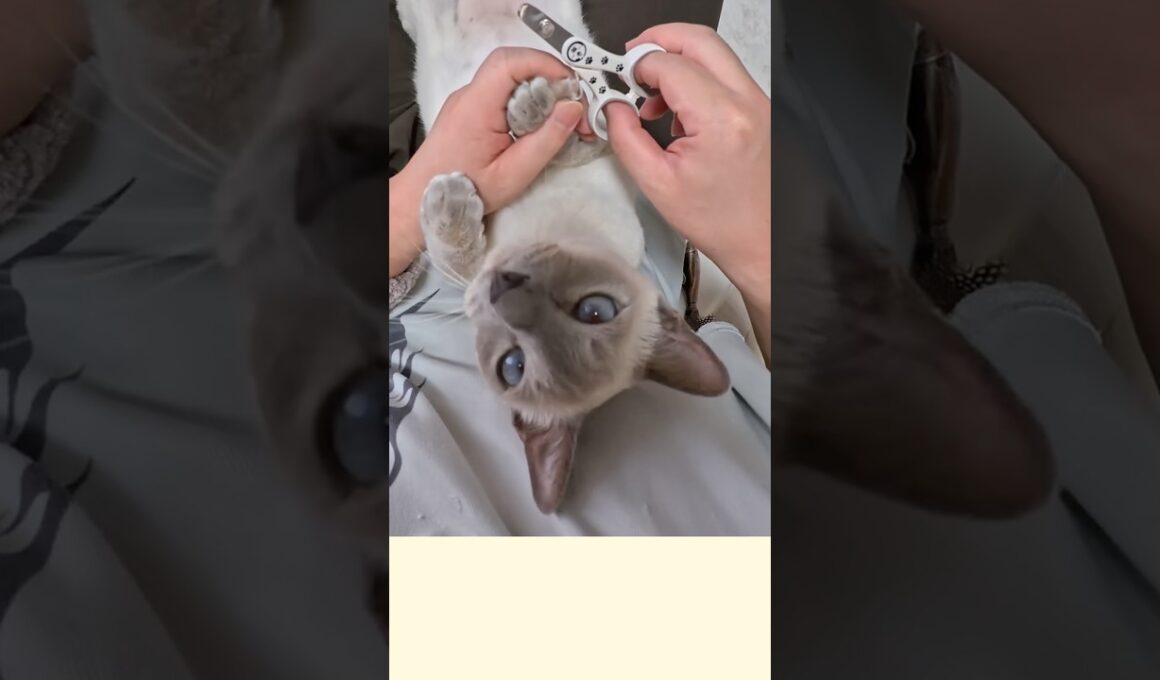 爪切り中なのに寝てる？パパ目線で見た脱力しすぎな甘えん坊猫