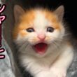 甘えつつあくび中にシャー！と威嚇する子猫