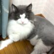 【癒し✨】たまには平和なひとときも♪♪ノルウェージャンフォレストキャット、ターキッシュアンゴラ