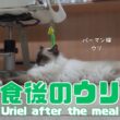 バーマン猫ウリ【食後のウリ】Uriel after the meal（バーマン猫）Birman/Cat
