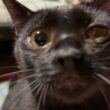 シャム猫のパンダ。ネコジャラシの柄で遊ぶ。下で、黒猫の黒夢が、ジャラシの先端を動かして