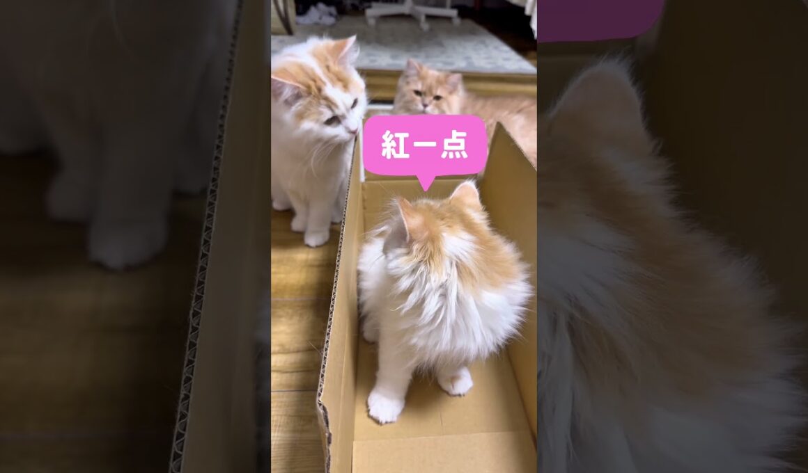 子猫サイベリアンの女の子をお迎えしました🐈