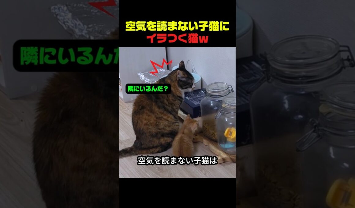 空気が読めない子猫といるとこうなるｗ #猫 #子猫 #猫のいる暮らし #猫動画 #面白い猫