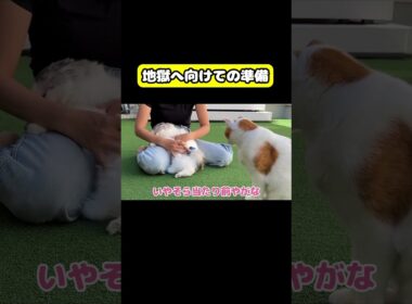 地獄へ向けての準備　#猫 #おもしろ #アテレコ #ニャンチューバーつくし