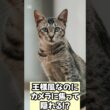 【警告】エジプシャン・マウをお迎えするとカメラ嫌いのギャップに撃沈する理由 #猫 #癒し  #エジプシャンマウ