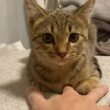 確実に何か言いたそうな顔の子猫