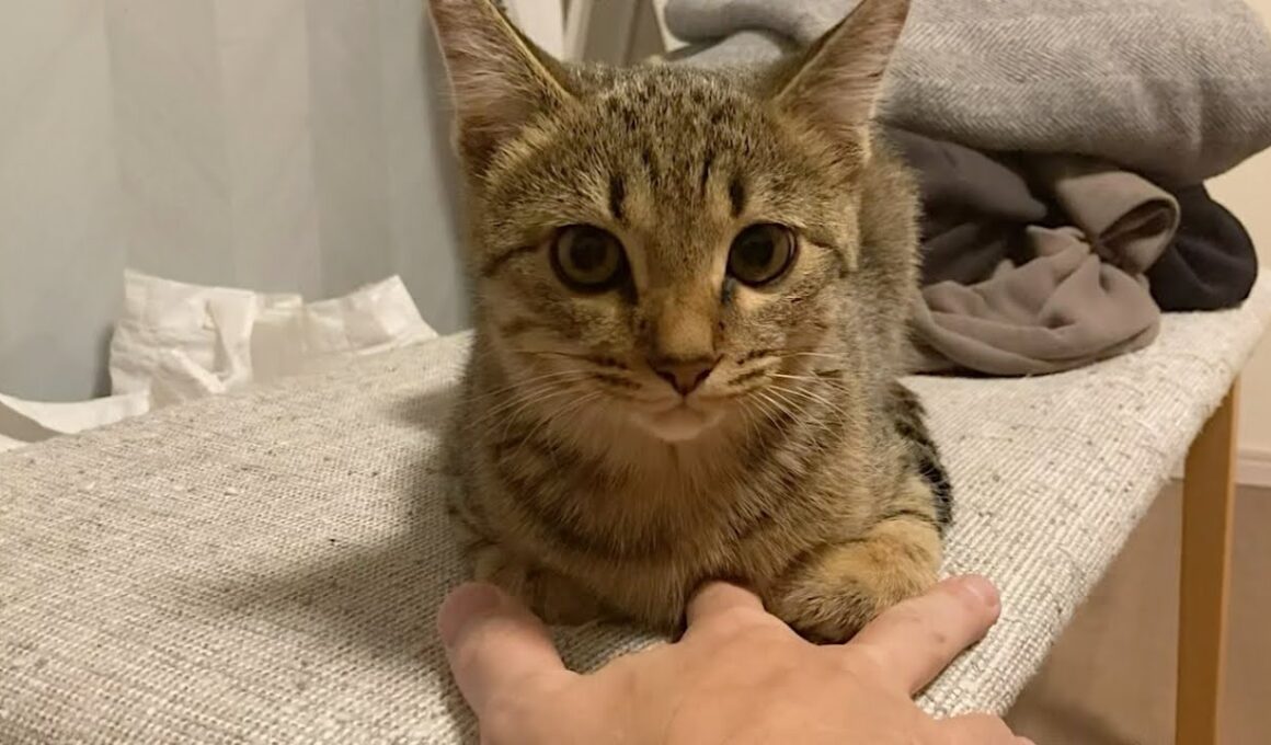 確実に何か言いたそうな顔の子猫