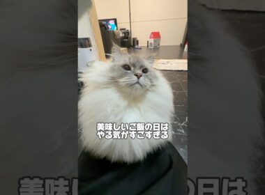 【天才】美味しいご飯はやる気が出る #cat #サイベリアン #ネヴァマスカレード #ねこ #猫 #shorts