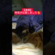 【速報】時雨が出産しました🐈️#shorts #shortvideo #short #スフィンクス猫 #モモンガ#ペット#時雨 #出産 #子猫 #子猫の成長動画