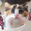 保護子猫4姉弟、巣立ち2号が決まるも…