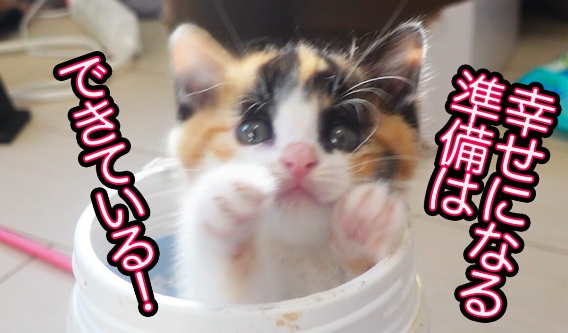保護子猫4姉弟、巣立ち2号が決まるも…