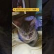 🎉時雨の出産記念🎉動画🐈️#shorts #shortvideo #short #スフィンクス猫 #モモンガ ペット#時雨 #出産 #出産後 #出産vlog #子猫 #子猫の成長動画 #子猫成長記録