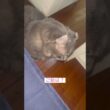 朝の四時 #ねこ動画 #アメリカンカール