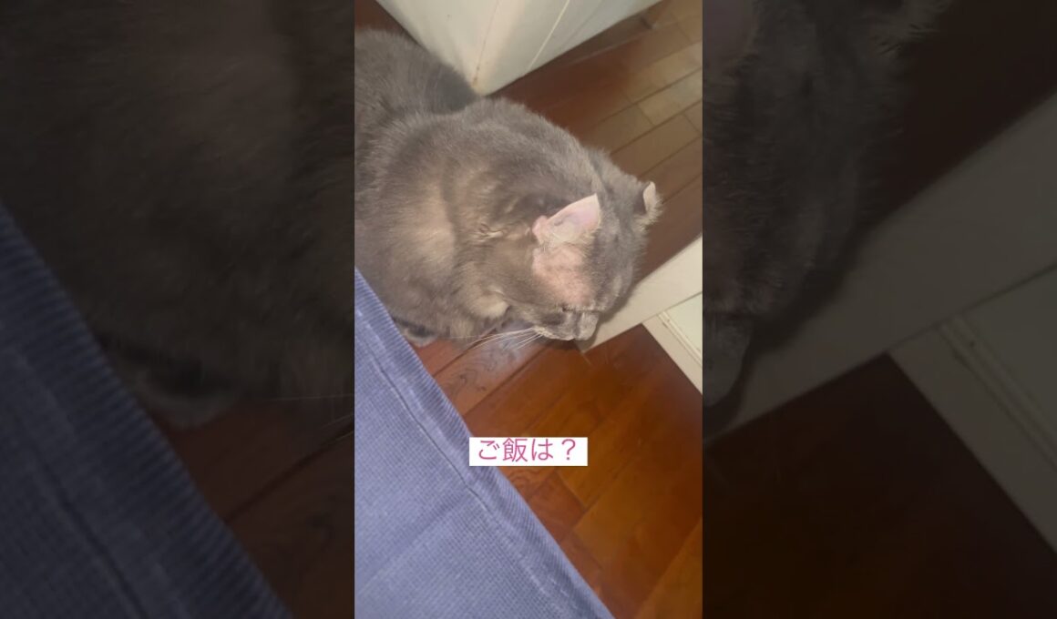 朝の四時 #ねこ動画 #アメリカンカール