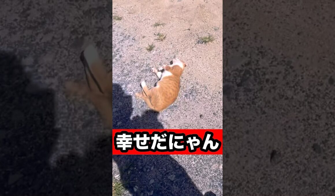 おはよう！ #かわいい #元気になる動画 #元気お届け #cat #猫のいる暮らし #ネコ #日本のネコ #ネコ