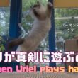 バーマン猫ウリとガブとラフ【ウリが真剣に遊ぶとき】When Uriel plays hard（バーマン猫）Birman/Cat