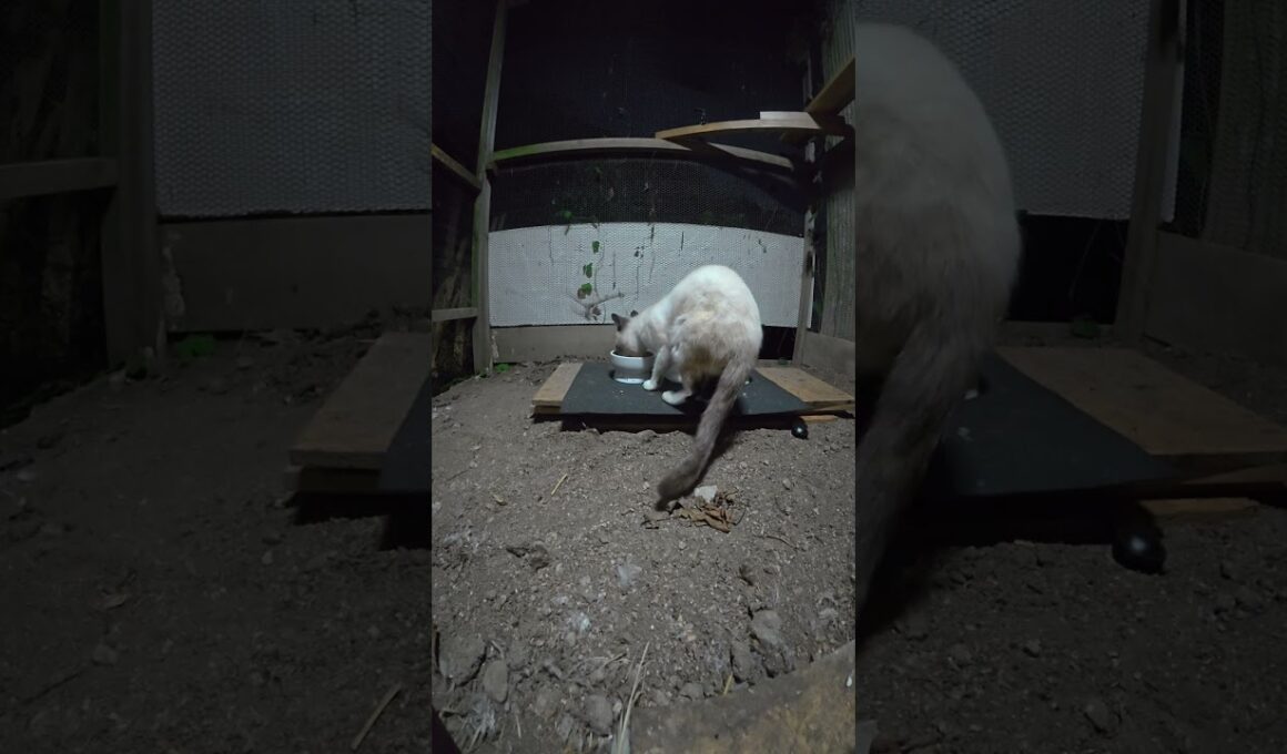 ふらりと、たぬシャム君登場。