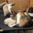 三毛猫ミックスを争奪しあうシャム猫のパンダと雫