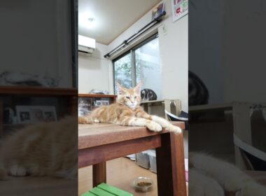 レッドのメインクーンレオン君のお渡し