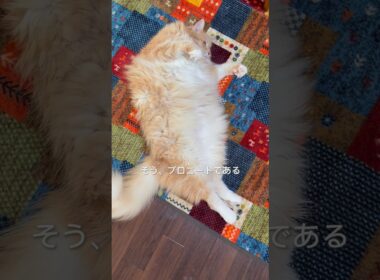 《プロニート 10kg巨大メインクーンが極める！》#shorts #shortvideo #maincooncat #メインクーン #巨猫 #大型猫