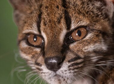 【動画】新種ネコ「ティルカヨ」熱狂の裏側、名前の意味が判明か | ナショナル ジオグラフィック日本版サイト
