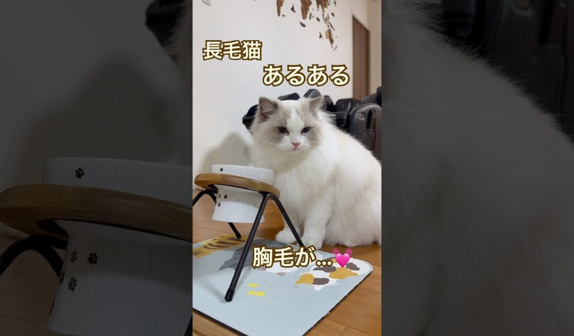 長毛猫ちゃんあるある😅💕お水を飲むと胸毛が大変な事にな〜る😂 #ラグドール #cat #猫好きさんと繋がりたい #ねこのいる生活 #ねこ動画