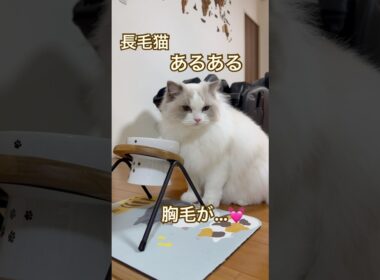 長毛猫ちゃんあるある😅💕お水を飲むと胸毛が大変な事にな〜る😂 #ラグドール #cat #猫好きさんと繋がりたい #ねこのいる生活 #ねこ動画