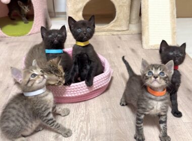 みんなが集まる中 1匹だけ自由すぎる子猫【かのこ日記】 Everyone is hooked♡... except for one free-spirited kitten
