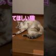 かまってほしい猫 #保護猫 #シャムミックス #cat #ねこ #猫のいる暮らし #shorts