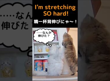 ペルシャ猫マリーちゃん、背伸びしてもぎんお兄ちゃんには勝てない!?😂#ペルシャ猫 #マリーちゃん #ぎんちゃん #チンチラゴールデン #チンチラシルバー #