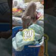 貴方を縛るスフィンクス猫チャイ#cat#猫のいる暮らし #猫#でんの子P#縛