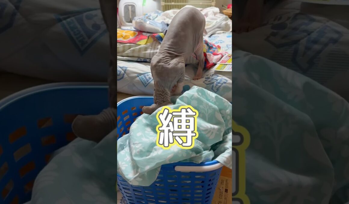貴方を縛るスフィンクス猫チャイ#cat#猫のいる暮らし #猫#でんの子P#縛