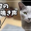 ロシアンブルーの鳴き声を５年分集めてみた！子猫から現在まで【鳴き声特集】