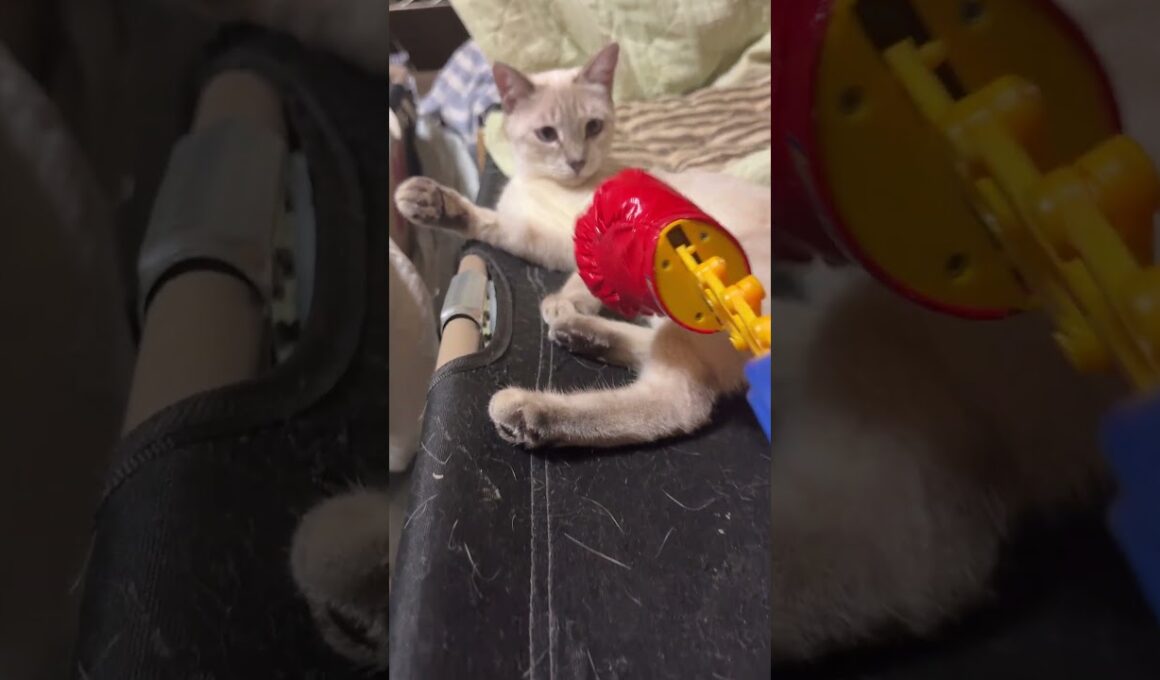 キジシロのルル、黒猫の黒夢、シャム雫とネコジャラシ→オモチャのパンチ。雫、ネコパンの後、後退