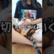 爪切りタイム #猫 #猫動画 #ベンガル #cat #fyp #shorts #short