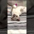 チェリーちゃんはカメラが好きみたいｗ