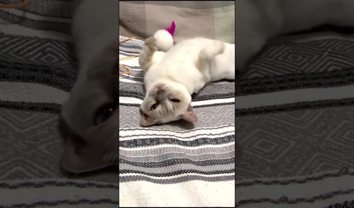 チェリーちゃんはカメラが好きみたいｗ