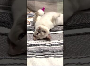 チェリーちゃんはカメラが好きみたいｗ