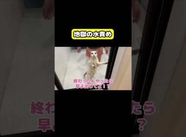 地獄の水責め　#猫 #おもしろ #アテレコ #ニャンチューバーつくし