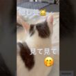 みずたま猫のヒミツ