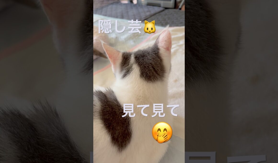 みずたま猫のヒミツ