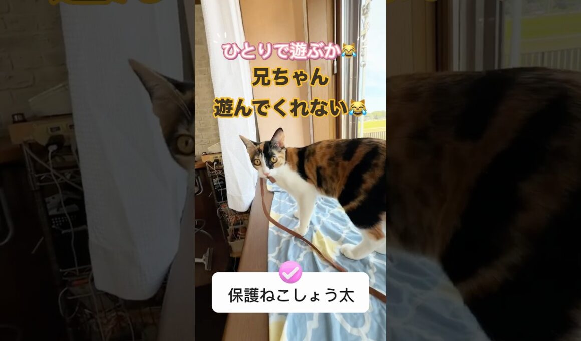大事な仕事を可愛い妹猫に邪魔されました #cat #kitten #保護猫 #子ネコ #ねこ #好きな子猫 #ネコ